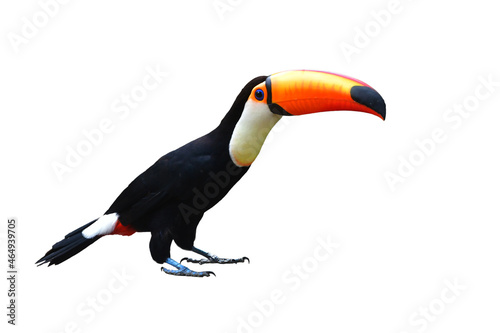 Toucan Toco bird.