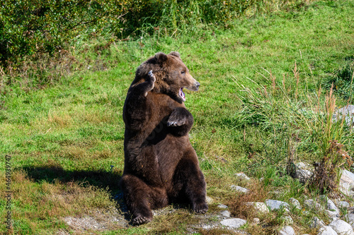 Slika na platnu Large brown bear sitting up on his haunches with a paw up and waving, Brooks Riv