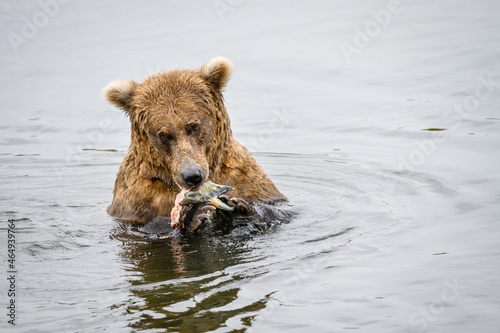 Alaskan coastal brown bear in the Brooks River eating a fresh caught salmon, Katmai National Park, Alaska 