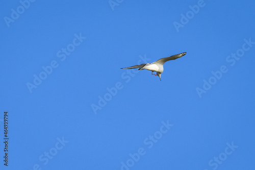 Short-Billed Gull, formerly a Mew Gull, flying in a clear blue sky, Katmai National Park, Alaska 