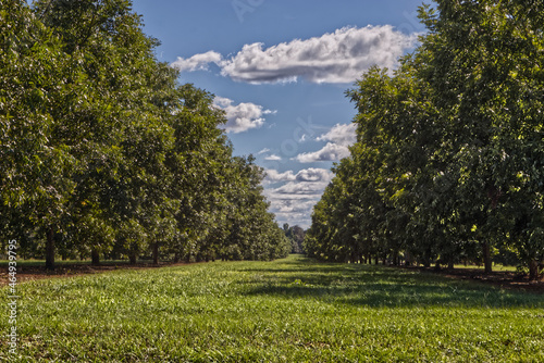 Pecan tree orchard farm in rural Georgia on a beautiful day