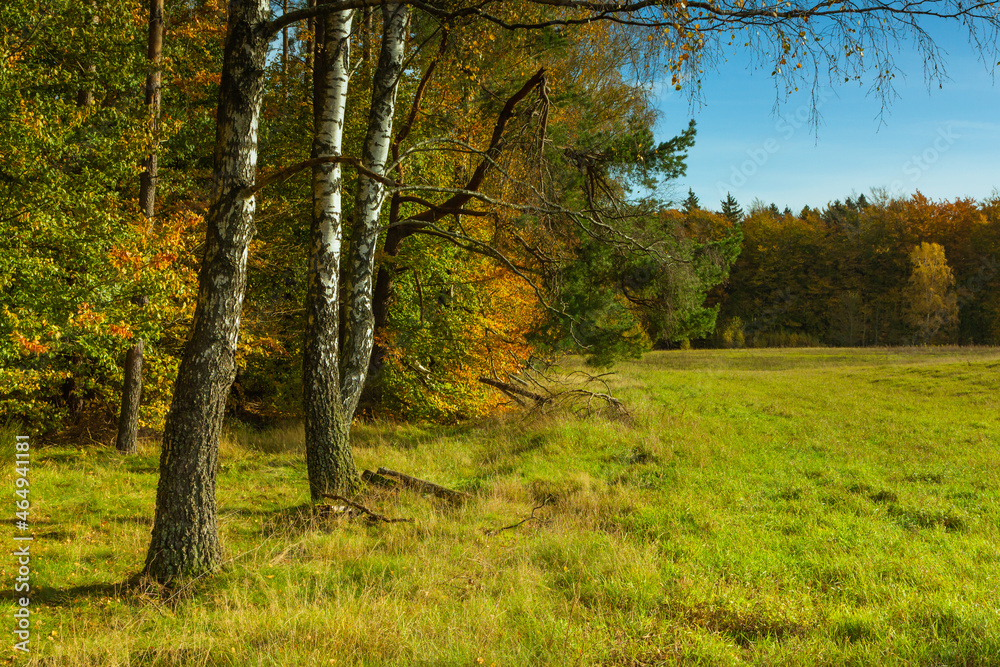 Landscape - the edge of the forest. A forest with a predominance of deciduous trees, a multi-colored palette, Landscape - the edge of the forest. A forest with a predominance of deciduous trees, a multi-colored palette,