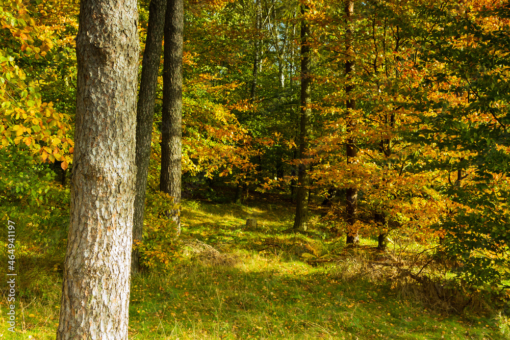 Obraz premium Landscape - the edge of the forest. A forest with a predominance of deciduous trees, a multi-colored palette,