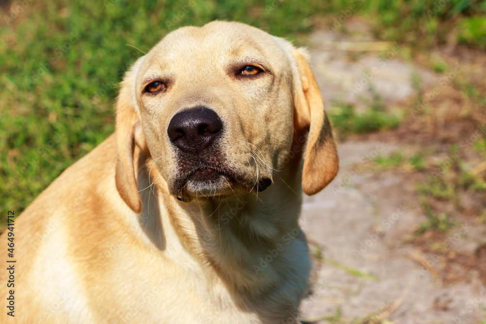 Portrait of the cute young labrador retriever