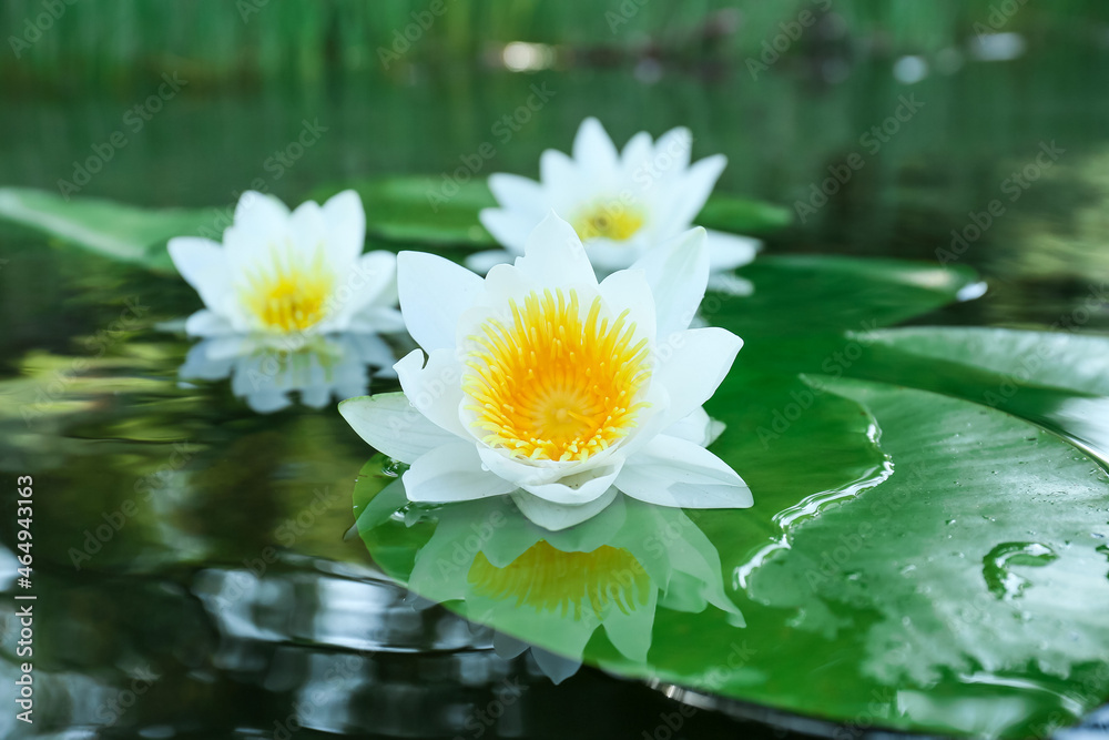 Beautiful blooming lotus flowers in water, closeup Beautiful blooming lotus flowers in water, closeup