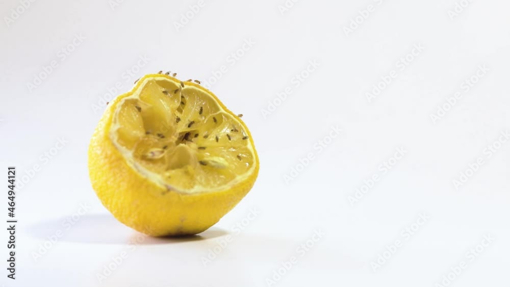 Fruit flies take off after feeding on a lemon with copyspace Fruit flies take off after feeding on a lemon with copyspace