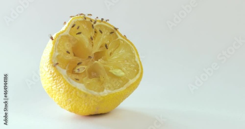 Rotting fruit with flies with copyspace on white background. photo