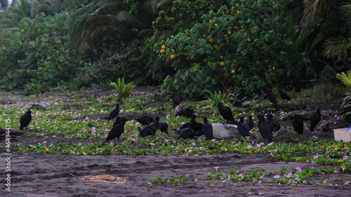 More than 20 vultures gathered around a sea turtle in Tortugero, Costa Rica and eating it after being killed by a jaguar. photo