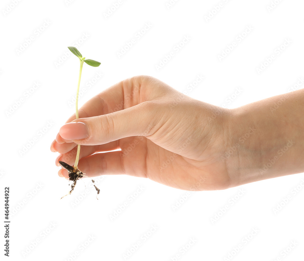 Woman holding green seedlings on white background Woman holding green seedlings on white background