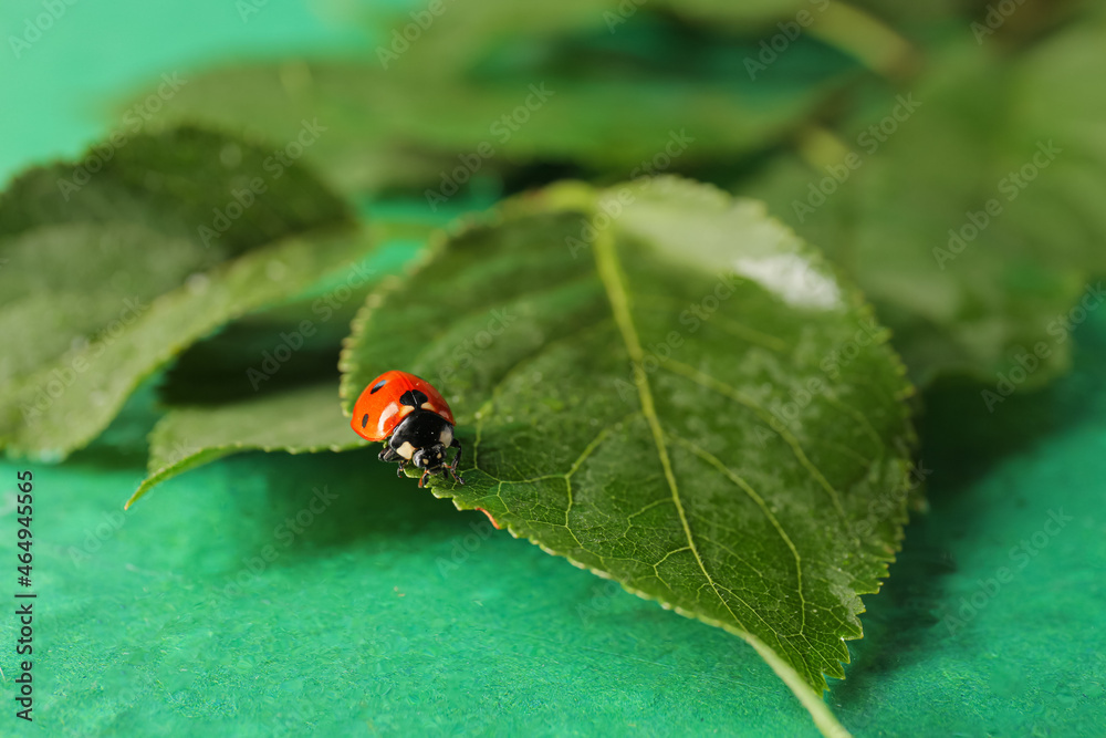 Fototapeta premium Wet plant branch and ladybird on color background