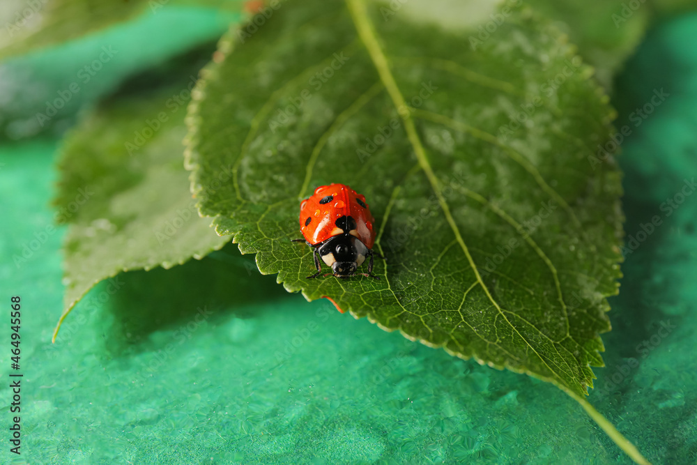 Wet plant branch and cute ladybug on color background Wet plant branch and cute ladybug on color background