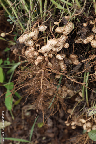 Fresh peanuts plants with roots on ground