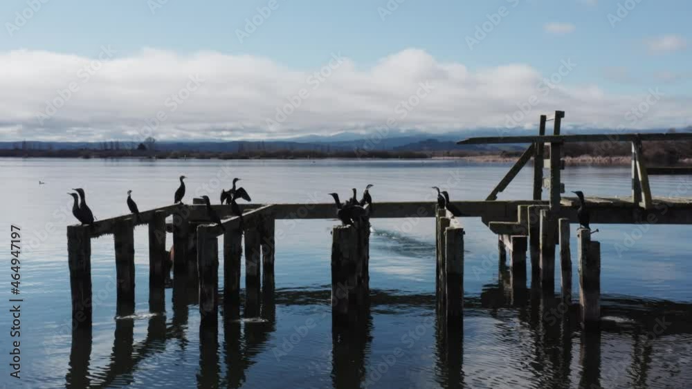 Group of Great Cormorant birds resting on old wooden pier at lake in New Zealand Group of Great Cormorant birds resting on old wooden pier at lake in New Zealand
