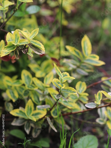 Delicate green leaves with raindrops