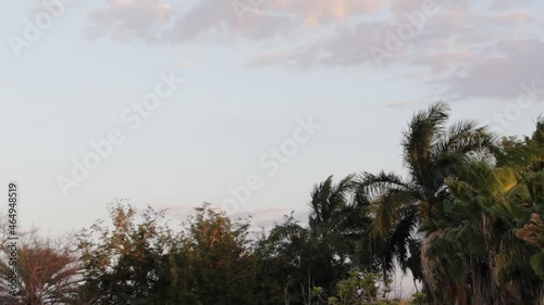 trees and sky with clouds