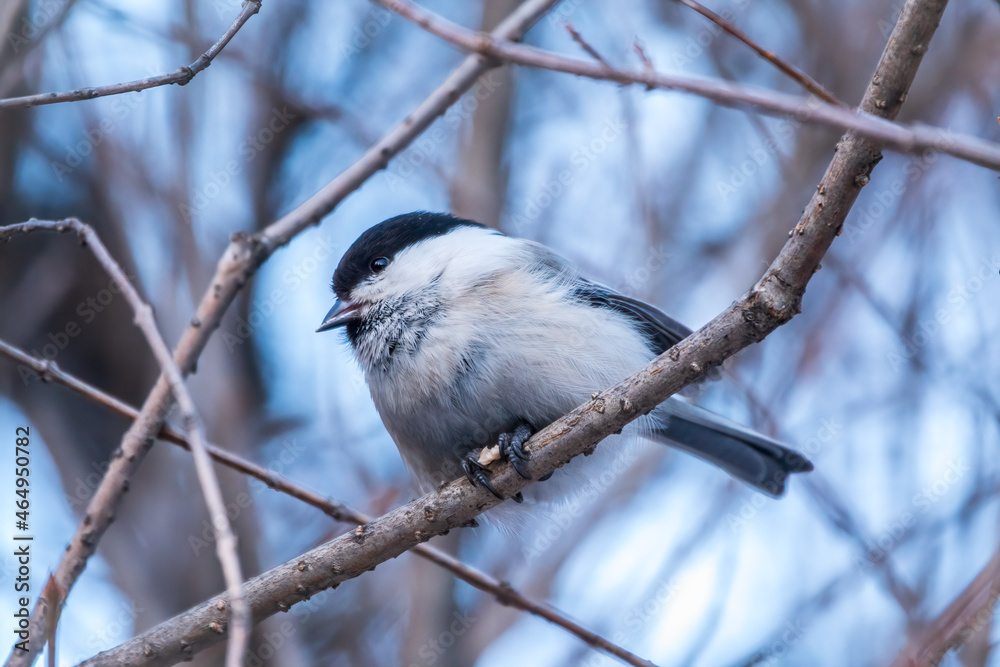 Naklejka premium Cute bird the willow tit, song bird sitting on a branch without leaves in the winter.