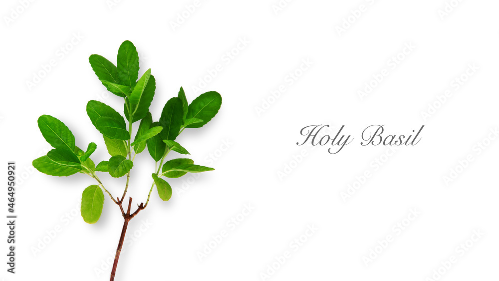 Holy Basil leaves (Ocimum tenuiflorum) isolated on white background with copy space, Herbs and spices with medicinal properties, Organic vegetables spicy and pungent smell, Healthy food concept.