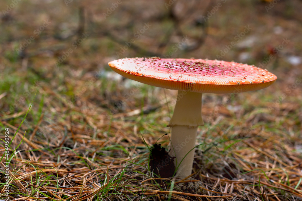bright red poisonous mushroom fly agaric with specks on the cap growing in the forest close-up
