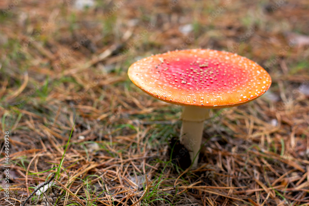 bright red poisonous mushroom fly agaric with specks on the cap growing in the forest close-up bright red poisonous mushroom fly agaric with specks on the cap growing in the forest close-up