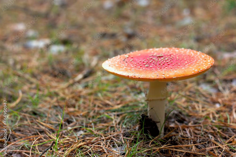 bright red poisonous mushroom fly agaric with specks on the cap growing in the forest close-up bright red poisonous mushroom fly agaric with specks on the cap growing in the forest close-up