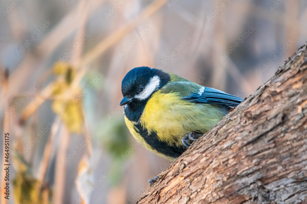 Cute bird Great tit, songbird sitting on a branch without leaves in the autumn or winter. Cute bird Great tit, songbird sitting on a branch without leaves in the autumn or winter.