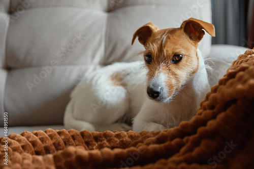 Dog lying at sofa under blanket. Pet resting at home. Jack Russell terrier relaxing