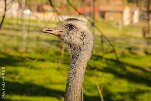 Ostrich on Point