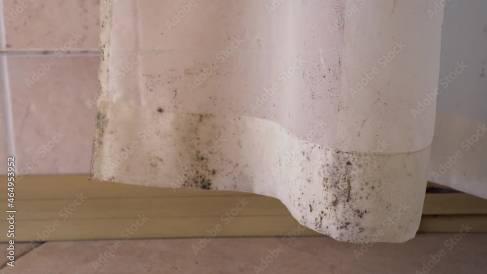 Mildew in Shower Curtains. Toxic black mold. High levels of moisture, bathrooms and basements