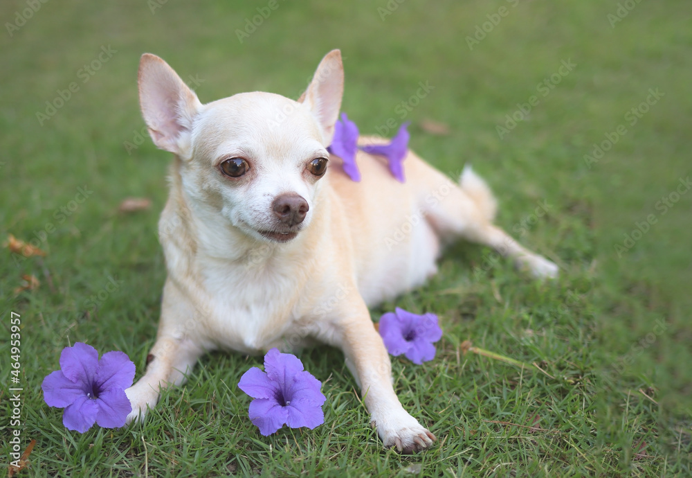  brown short hair Chihuahua dog lying down on green grass with purple flowers on his body, looking away.