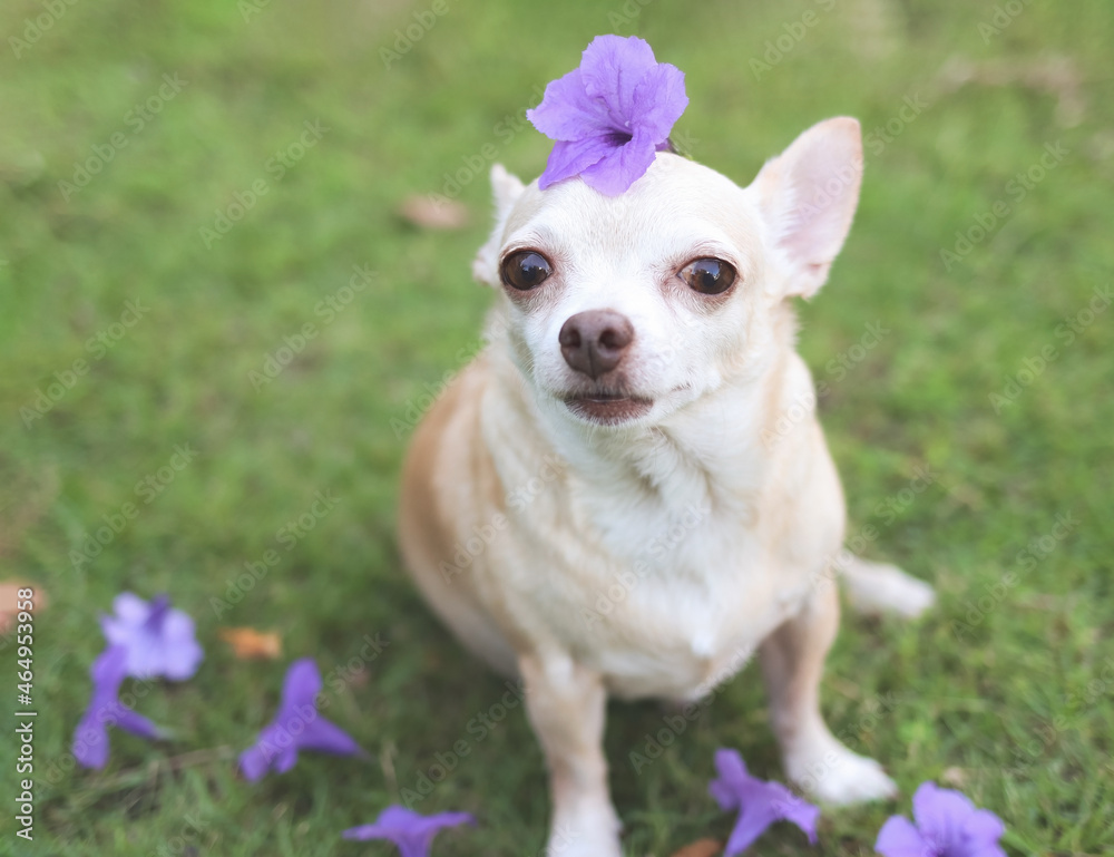 brown short hair Chihuahua dog sitting on green grass with purple flowers on his head,, looking at camera. brown short hair Chihuahua dog sitting on green grass with purple flowers on his head,, looking at camera.