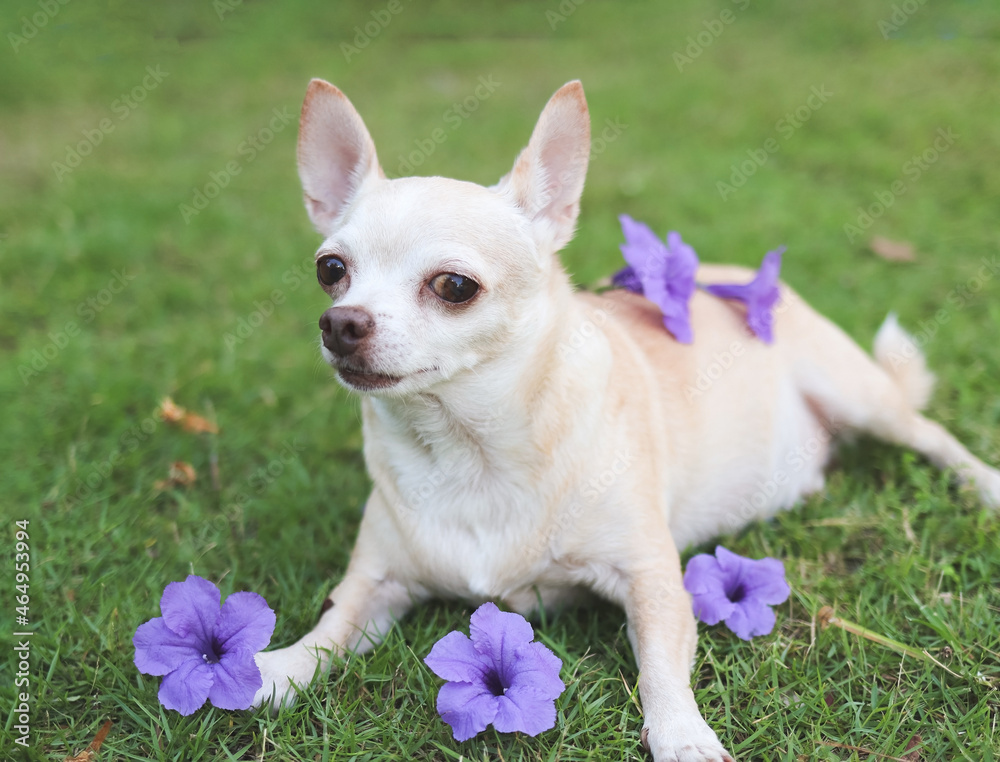 brown short hair Chihuahua dog lying down on green grass with purple flowers on his body, looking at camera.