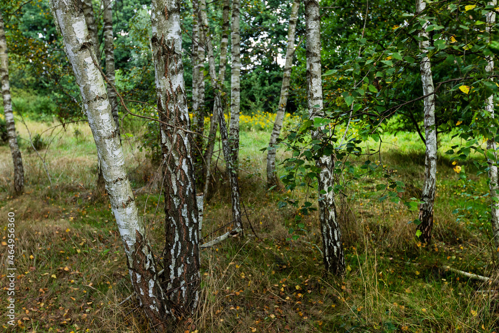 Birch forest in the summer. Birch forest in the summer.
