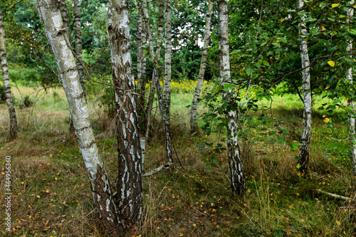 Fototapeta Naklejka Na Ścianę i Meble -  Birch forest in the summer.