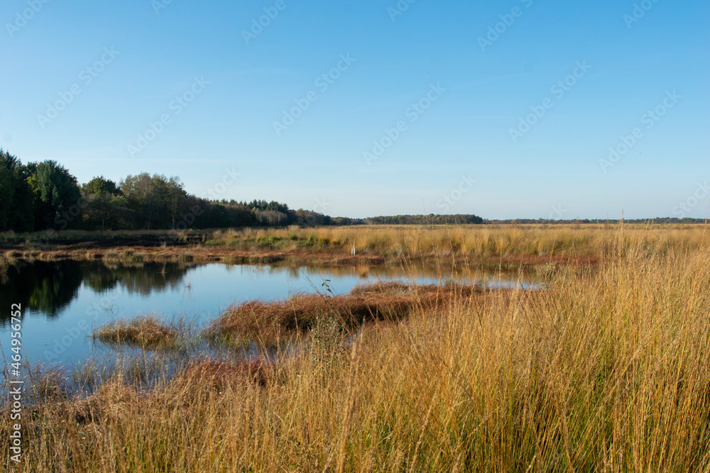 lake in the forest