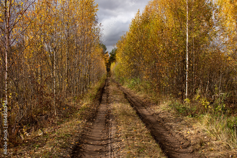 Forest road on a bright autumn day Forest road on a bright autumn day