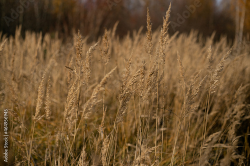 Dry autumn grasses with spikelets of beige color close-up. The natural background. Selective focus