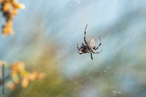 The spider has caught the prey and wraps it in a web.