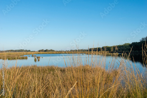 lake in the forest