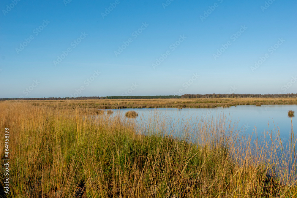 reeds in the water reeds in the water