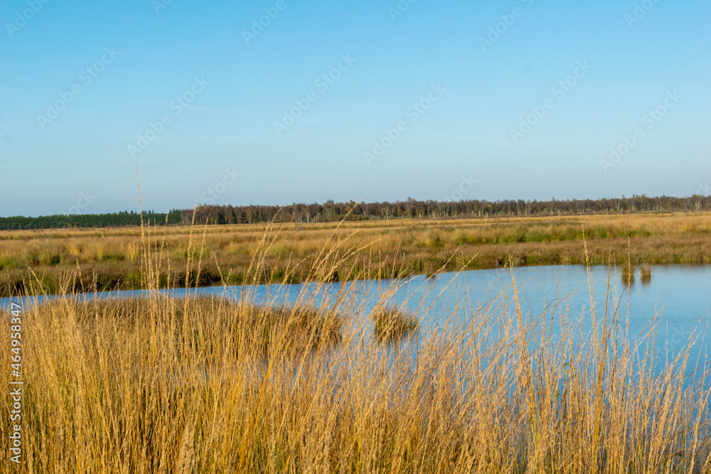reeds in the water reeds in the water