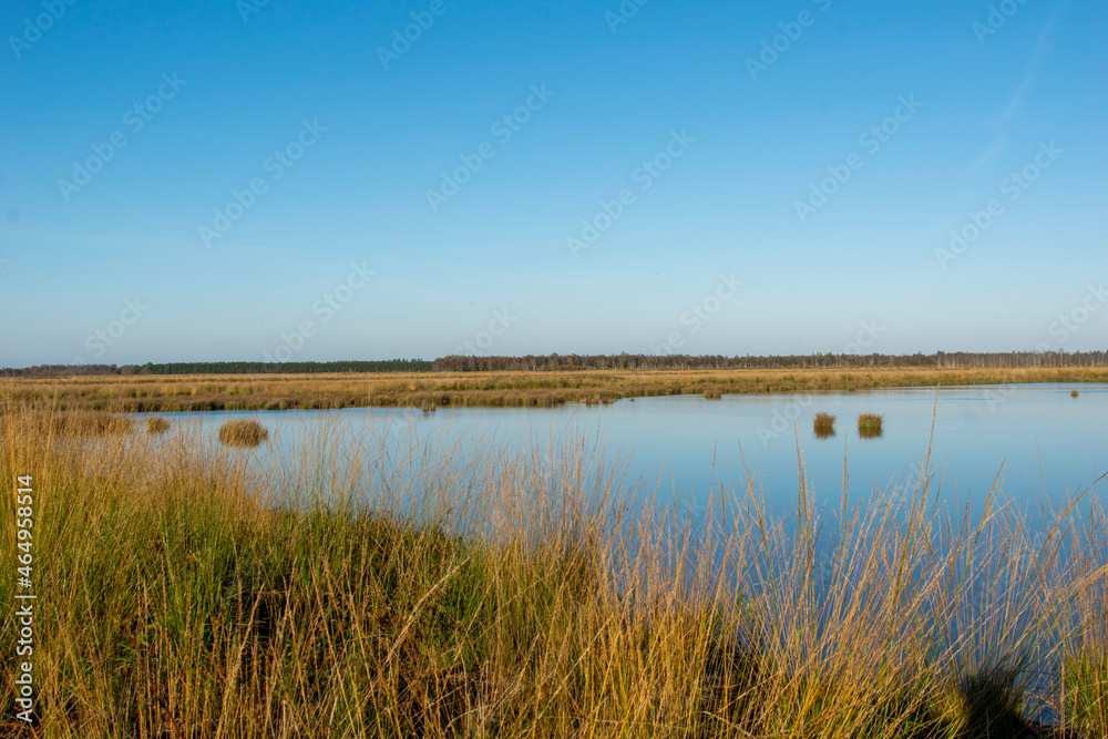 reeds in the water reeds in the water