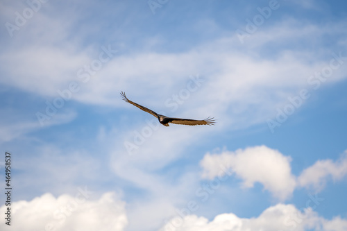 Flying turkey vulture (Cathartes aura) on a blue sky background. Wildlife photography. 