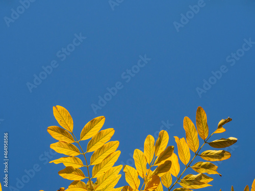 Blue sky. autumn landscape with bright colorful leaves. Indian summer. foliage. Autumn leaves against the sky. Autumn template with a place for text