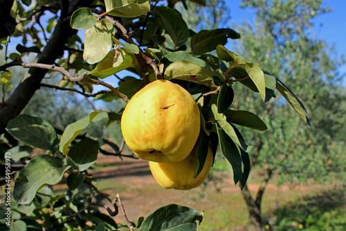 Cydonia Oblonga Quince Fruit photo