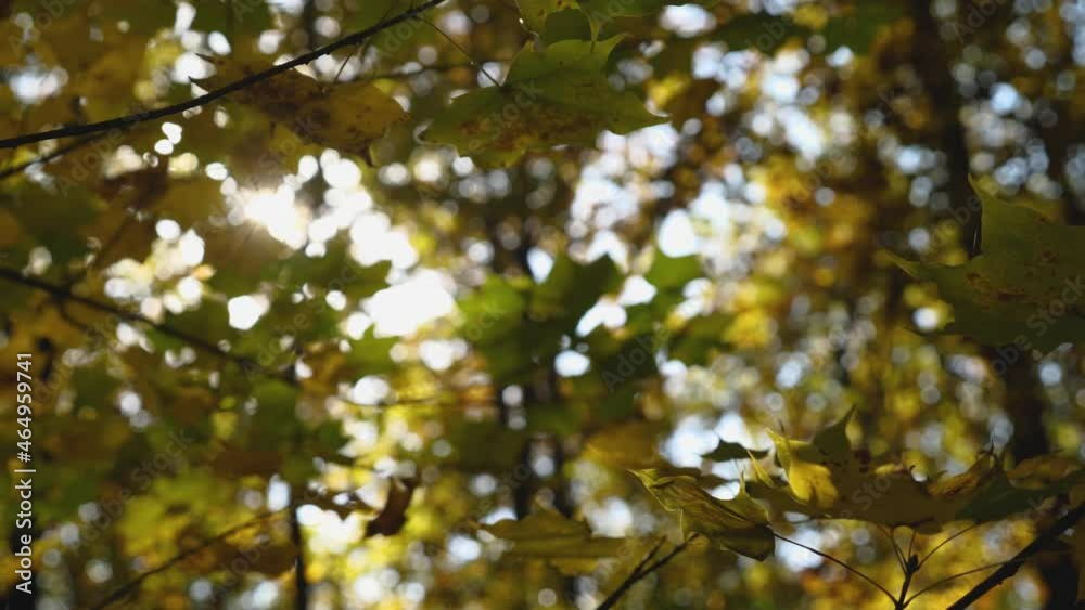 Autumn Forest. The camera moves slowly among the trees. A beautiful glimpse of the sun. Early autumn Autumn Forest. The camera moves slowly among the trees. A beautiful glimpse of the sun. Early autumn
