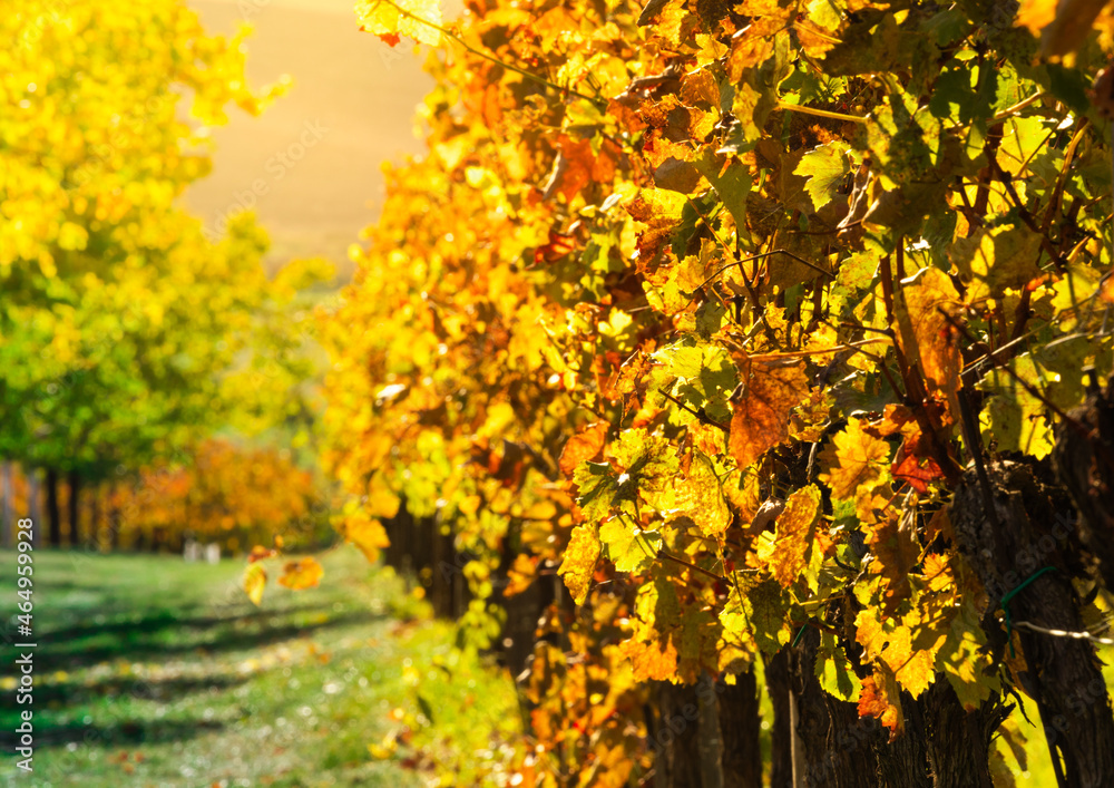 Naklejka premium Wine yard golden leafes
