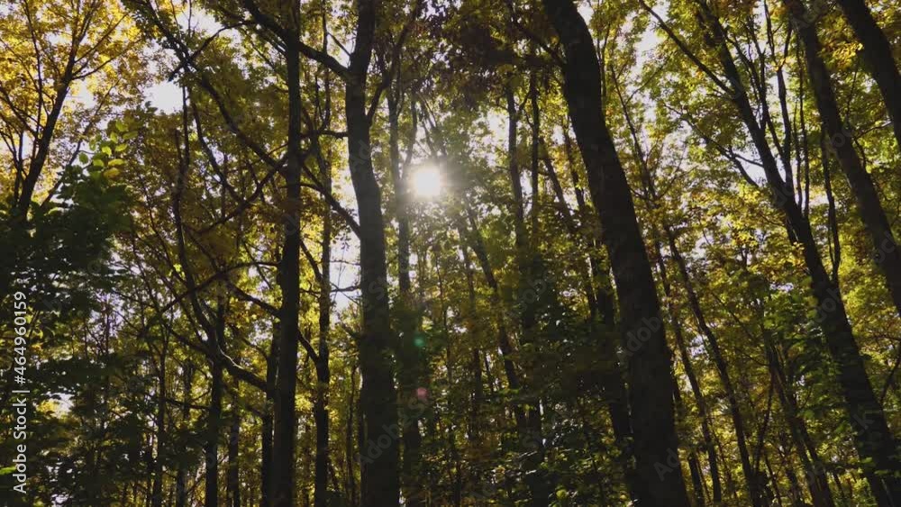 Movement through an autumn yellow-green forest. Time lapse photography. Beautiful lens flare and sunlight Movement through an autumn yellow-green forest. Time lapse photography. Beautiful lens flare and sunlight