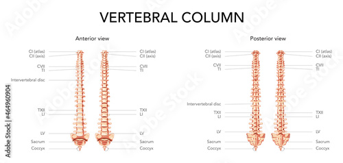 Human vertebral column in front, back with main parts labeled, with and without Intervertebral disc. Vector flat realistic concept illustration in natural colours, spine isolated on white background. photo