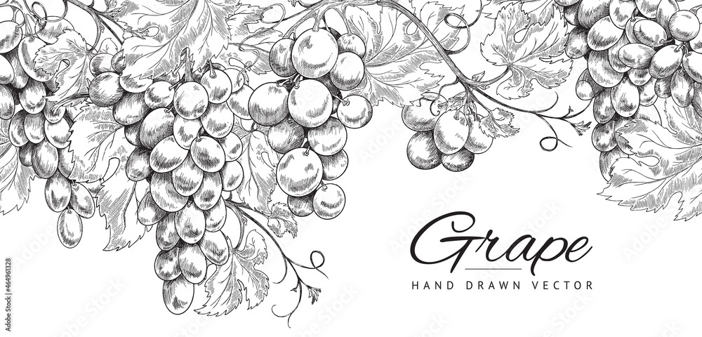 Seamless horizontal pattern or border with grapes hand drawn. Vector sketch illustration isolated on white background. - obrazy, fototapety, plakaty 