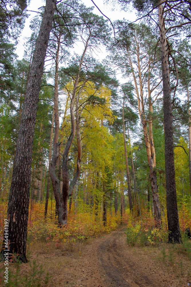 Wonderful autumn road in the forest. A dirt road meanders between trees in an autumn pine forest in the Urals